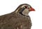 Close-up of a Red-legged partridge on white