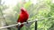 Close Up of Red Lory or Mollucan Lory, Indonesian Endemic Bird, Bandung, Indonesia, Asia. Eos Bornea parrot sitting on a