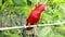 Close Up of Red Lory or Mollucan Lory, Indonesian Endemic Bird, Bandung, Indonesia, Asia. Eos Bornea parrot sitting on a