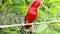 Close Up of Red Lory or Mollucan Lory, Indonesian Endemic Bird, Bandung, Indonesia, Asia. Eos Bornea parrot sitting on a