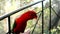 Close Up of Red Lory or Mollucan Lory, Indonesian Endemic Bird, Bandung, Indonesia, Asia. Red Lory sitting on a man`s hand.