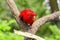 Close-up of a Red Lory in the Singapore Zoo Fragile Forest Enclosure