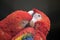 This is a close up of red macaws preening each other