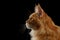 Close-up Red Maine Coon Cat in Profile view, Isolated Black