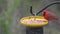 Close up of red male cardinal eating seeds on the bird feeder