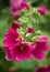 Close up of red mallow flowers