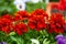 Close up of  red marigolds  blooming  flowers  the garden