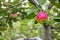 Close up of a red mccantosh apple ready to be picked from the apple tree