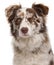 Close-up of Red Merle Border Collie