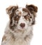 Close-up of Red Merle Border Collie