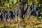 Close up of red merlot grapes in vineyard. Medoc, Gironde,