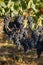 Close up of red merlot grapes in vineyard. Medoc, Gironde, Aquitaine