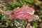 Close up of Red Mix Green Mix White of Caladium