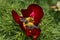 Close up of a red mountain peonies (Paeonia tenuifolia) eaten by