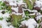 Close up red mustard greens in snow covered freezing growing at allotment in Dallas, Texas, USA