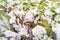 Close up red mustard greens in snow covered freezing growing at allotment in Dallas, Texas, USA