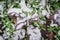 Close up red mustard greens in snow covered freezing growing at allotment in Dallas, Texas, USA