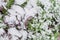 Close up red mustard greens in snow covered freezing growing at allotment in Dallas, Texas, USA