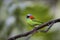 Close-up of a Red-necked tanager, Folha Seca, Brazil