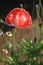 Close up of red opium poppy flower