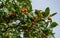 Close-up red-orange fruits of possibly Mexican Hawthorn Crataegus mexicana common names tejocote, manzanita