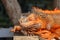 Close up red orange Iguana crawling on wood with tree background, looking side way. Close-up portrait of curious Iguana reptile.