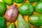 Close up red organic avocado in group of green avocados healthy food on yellow table background.modern organic fresh fruit.farm to