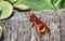 Close-up of a red Oriental hornet