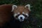 Close up Red Panda