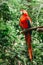 a close up of a red parrot perched on a tree branch