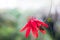 Close up of red Passion Flower