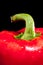 Close up of a red pepper on black