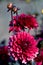 Close up of a red petals of red Dahlia Flower. Macro shot background. Shallow depth of field