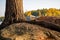 Close Up Of Red Pine Trunk With Fall Colours In The Background