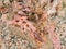 Close up red pink algae seaweed on granite rock and sand