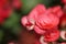 close up red pink begonia on black background
