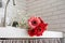 Close up of red and pink gerbera daisies in a kitchen sink. Rustic kitchen interior design