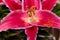 Close-up of red-pink Lilium flowers blooming in the greenhouse in springtime