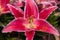 Close-up of red-pink Lilium flowers blooming in the greenhouse in springtime