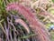 Close-up red Poaceae