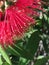 Close up of red pohutukawa flower