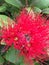 Close up of red pohutukawa flower