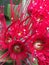 Close up of red pohutukawa flowers