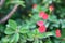 Close-up of the red Poi Sian flower, green leaves, is one of the sacred trees.