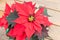 Close up of Red poinsettia