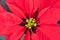 Close up of Red poinsettia, Christmas flower.