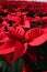 A close up on red poinsettia plants