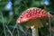 Close up of red poisoned mushroom also known as Amanita muscaria, the fly agaric or fly amanita growing in the forest on bright su