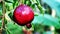 Close up of a red pomegranate ripe on a tree