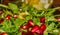 Close-up of red pomegranate seeds on green ruccola leaves, starter with a dressing of grenadine, lemon juice and walnut oil